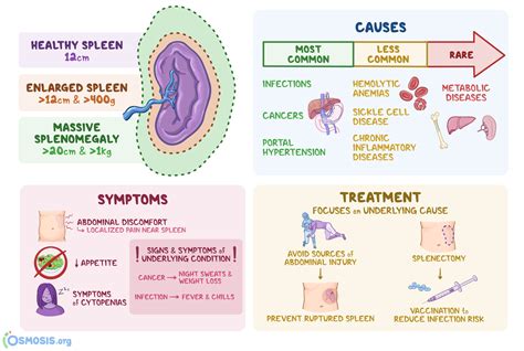 Normal And Enlarged Spleen