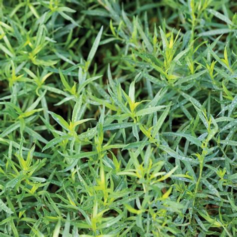 French Tarragon Plants Australia at Lilian Dixson blog