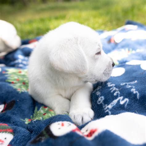 White Lab Puppies For Sale - A&B Labradors In Alabama