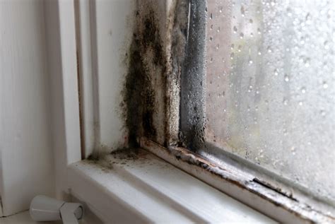 Mold Elimination with Temperature: Heat & Cold Tactics