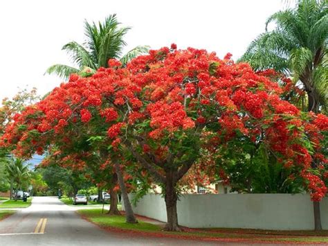 Image result for Translucent Examples
