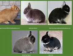 Image result for Netherland Dwarf Rabbit Care