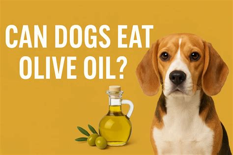 Can Dogs Eat Olive Oil? A Complete Guide for Pet Owners - Pet Dog Habits