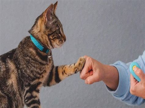 Image result for Clicker Training Cats