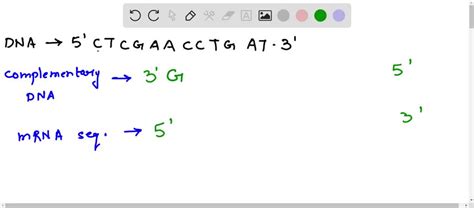 How to List the Complementary Non-Coding DNA Sequence 的图像结果