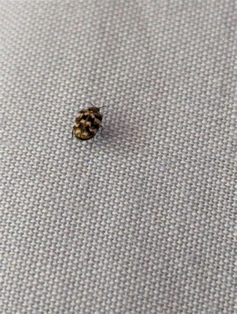Is this a carpet beetle? It was on my bed crawling and I don't know ...