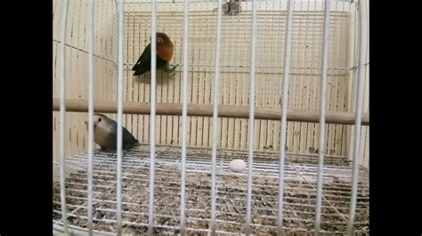 Wik Wik No Sensor 的图像结果