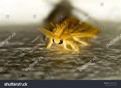 Is The Venezuelan Poodle Moth A Real Animal