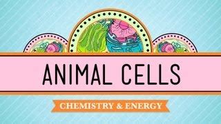 Image result for Crash Course Cell Structure