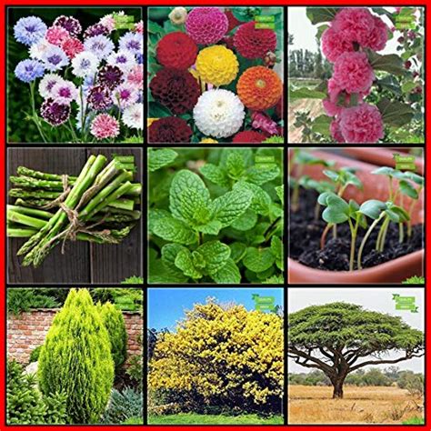 Buy Creative Farmer Garden Decor Combo Herb Seeds and Flower Seeds ...