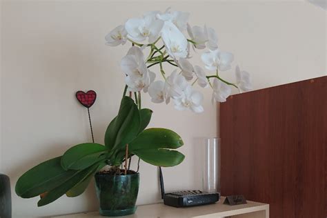 Park Apartments Popovi