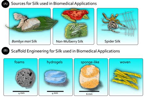 Image result for Silk Polymerization
