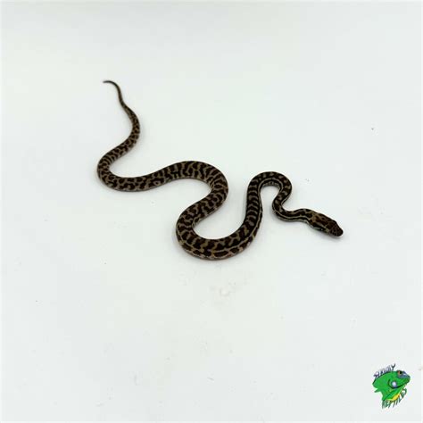 Image result for Carpet Python Baby