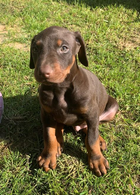 Purebred Brown Doberman