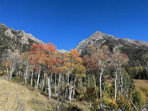 Fabulous fall foliage - The Alamosa News