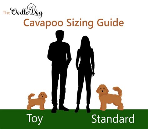 How Big do Cavapoos Get? Size them up with our Size Guide – Oodle Dog