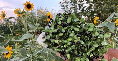 Microgreens such as wheatgrass, naurangi and sunflower are making their ...