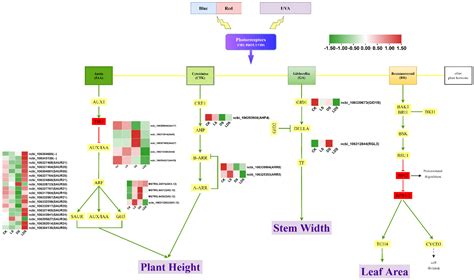 RNA-Seq Analysis Demystify the Pathways of UV-A Supplementation in ...
