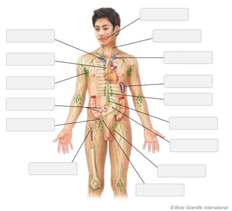 Image result for The Structure Lymphatic System
