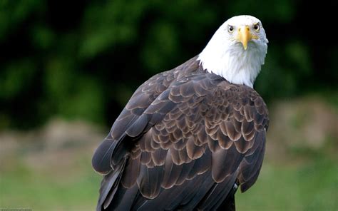 Bald Eagle HD Wallpaper