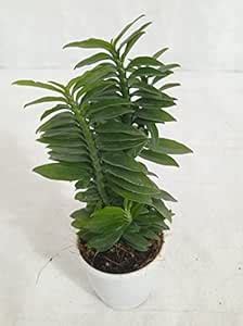 Creative Farmer Rare Plant Pedilanthus Tithymaloides Nana 'Green' House ...