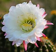 Image result for Argentine Cactus Bloom