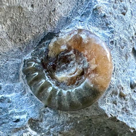 What Are Fossils Simple Definition at Mitchell Dorgan blog