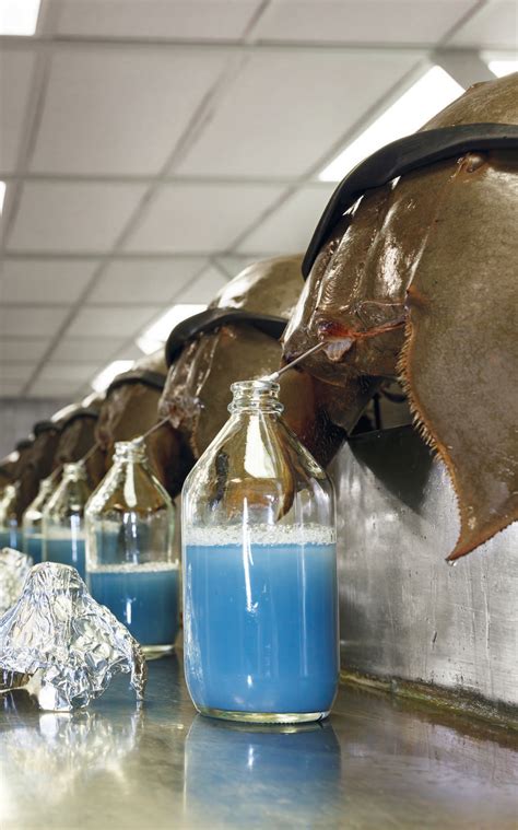 Horseshoe Crab Blood Synthetic at Matthew Brunskill blog