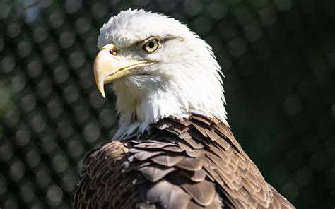 Download wallpaper 1440x900 bald eagle, blur, bird, beak widescreen 16: ...