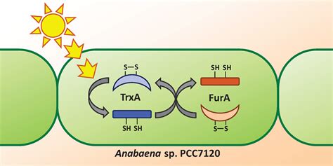 Thioredoxin Dependent Changes in the Redox States of FurA from Anabaena ...