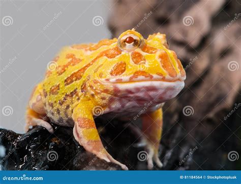 Argentine Horned Frog or Pac-man Frog is Most Common Species of Horned ...