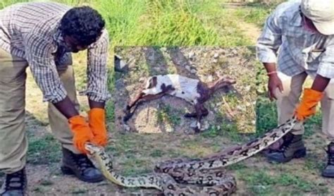 Python Snake : మేకను మింగి... కక్కలేక.. మింగలేక |Swallow the goat ...