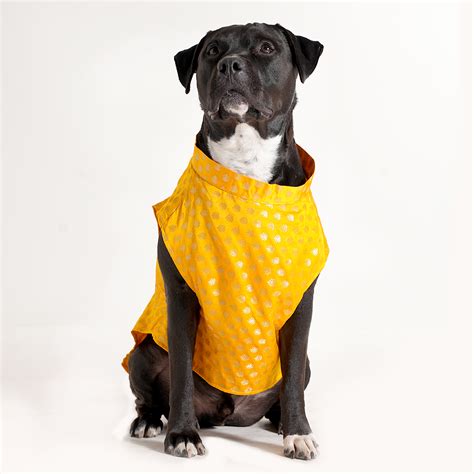 Dog Sherwani - YELLOW – Barks & Wags