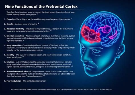 Image result for Prefrontal Cortex Functions