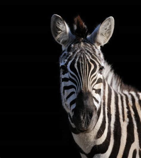 Image result for Zebra Front View