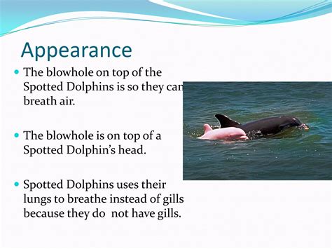 Animal Study Adrianna2 | PPTX