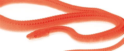 Lunar Fest 2025 Year of the Snake, 170 Whitney Ave, New Haven, CT ...