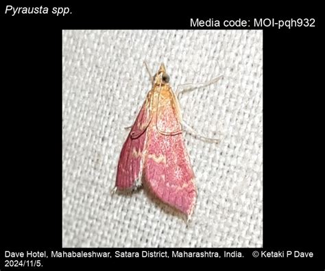 Pyrausta spp. Schrank, 1802 - | Moths