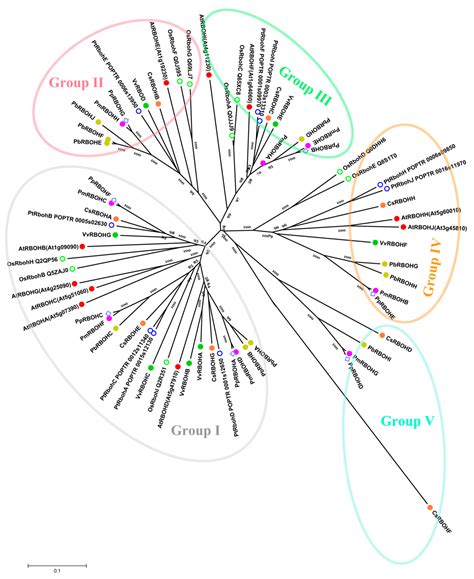 In Silico Genome-Wide Analysis of Respiratory Burst Oxidase Homolog ...