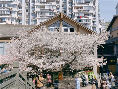 杭州这棵百年网红樱花树进入盛花期，还有哪些赏樱胜地，快来看看吧！_杭州网
