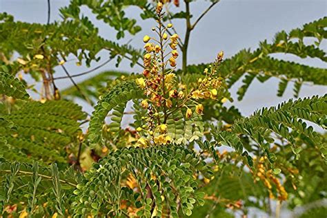 Creative Farmer Tree Seeds : Caesalpinia Sappan - Chappannam Sappannam ...