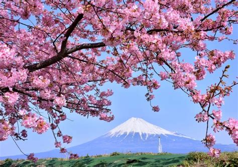 Japan Flowers 的图像结果