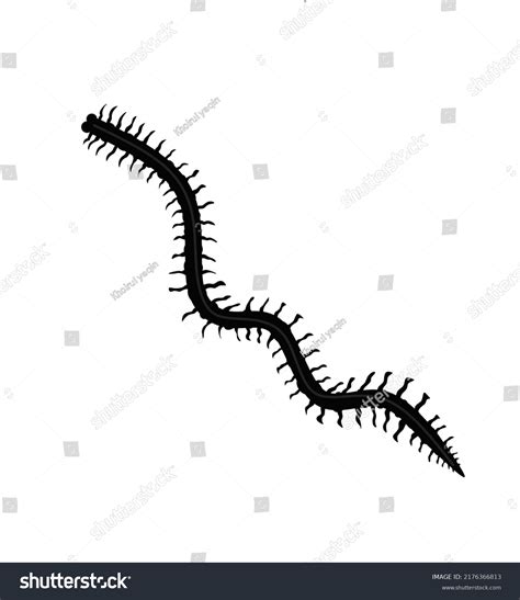 Nereis Labeled Polychaeta, Rag Worms, Fan Worms, Tube Worms, Etc.