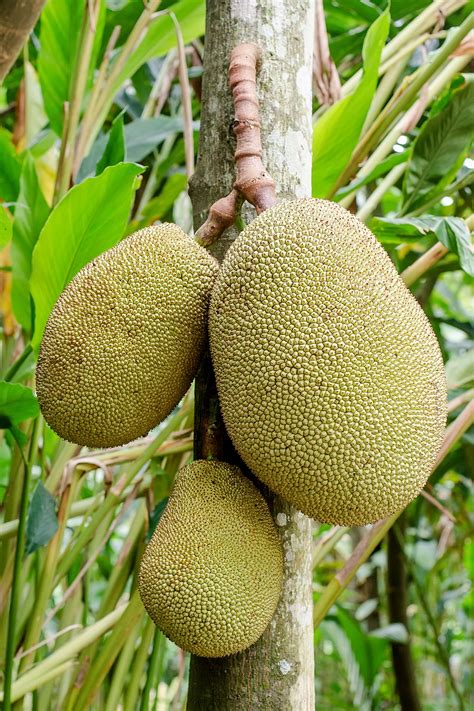 Jack Fruit Size