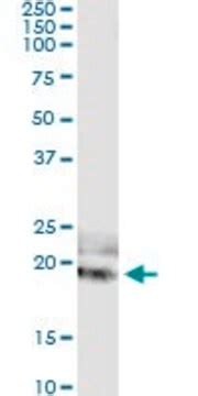 Monoclonal Anti-IL20 antibody produced in mouse clone 2H8, purified ...