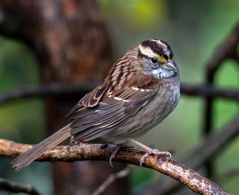 White-throated Sparrow | Audubon Field Guide