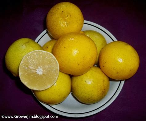Garden Adventures: Sweet lemon (Citrus limetta)