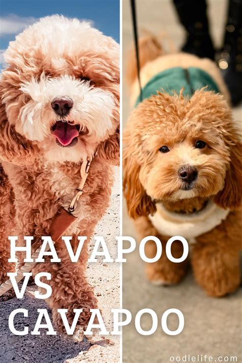 Image result for Cockapoo vs Goldendoodle