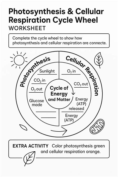 Photosynthesis & Cellular Respiration Cycle Wheel Worksheet - Download & Print Now!