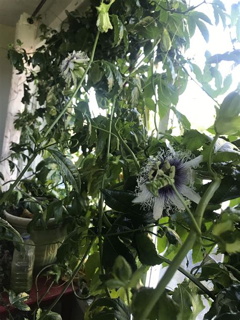 Passion Fruit Vine Indoors